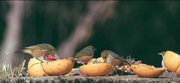 Close-up of bird on fruit