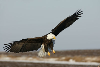 Low angle view of birds flying in sky