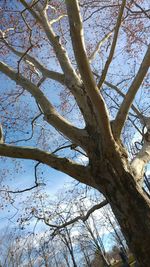 Low angle view of tree