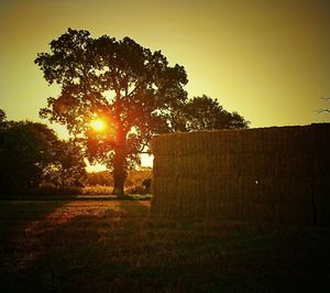 Silhouette trees on field against sky during sunset