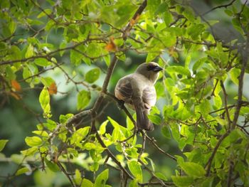 Bird perching on a tree