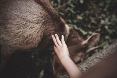 Close-up of cropped hand touching deer at zoo