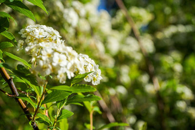 Close-up of white flowering plant