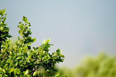 Low angle view of leaves against clear sky