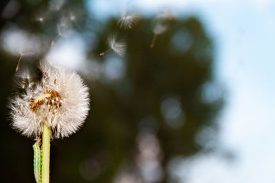 Close-up of dandelion against blurred background