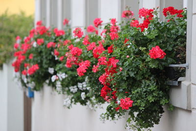 Close-up of red flowering plants