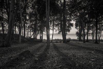 Trees on field in forest