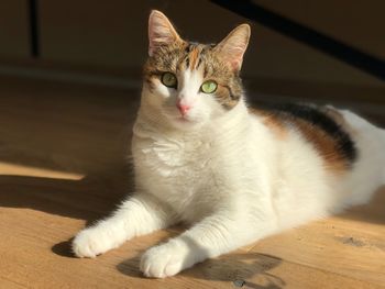 Close-up portrait of a cat