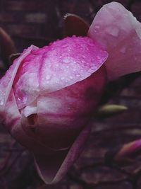 Close-up of water drops on pink flower