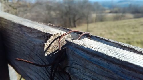 Close-up of wood