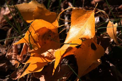 Close-up of yellow maple leaves on field