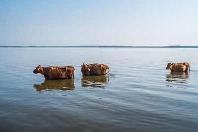 Horses in a lake