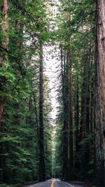 View of bamboo trees in forest