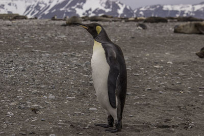 High angle view of gray heron