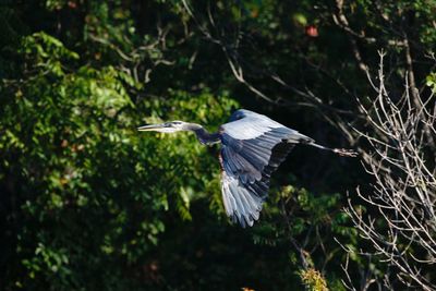 Close-up of a bird flying