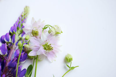 Close-up of purple flowering plant against white background