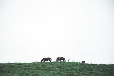 Horses on field against clear sky