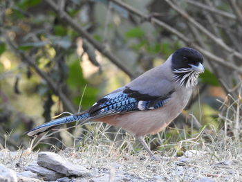 Close-up of bird perching outdoors