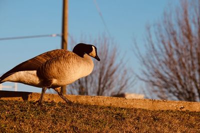 View of a bird on the land