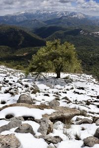 Scenic view of snowcapped mountains