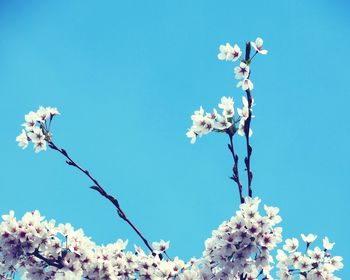 Low angle view of flowers growing on tree against blue sky
