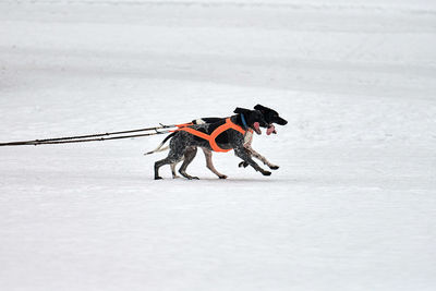 Dog on snow covered land