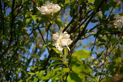 Low angle view of flowers blooming on tree