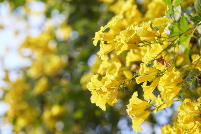 Close-up of yellow flowering plant