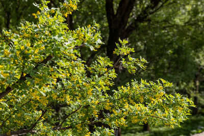 plant