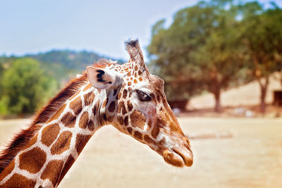 Close-up of giraffe