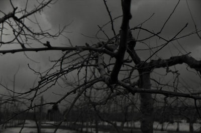 Low angle view of bare tree against sky