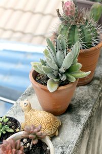 High angle view of succulent potted plants on retaining wall