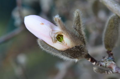 Close-up of white flower