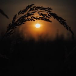 Silhouette tree against sky during sunset