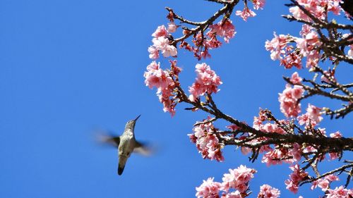 Low angle view of cherry blossoms and hummingbird in spring