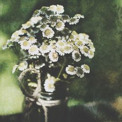 Close-up of white flowers