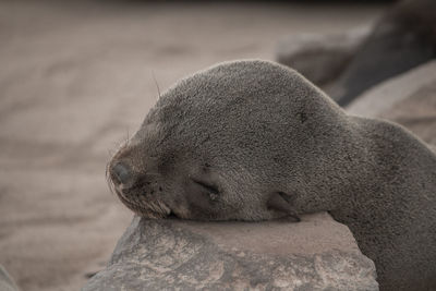 Close-up of an animal resting on rock