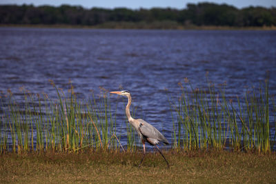 Large wading great blue heron ardea herodias wading bird at myakka state park in sarasota, florida