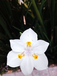 Close-up of flower