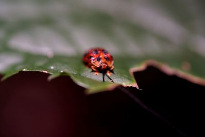 Close-up of insect on leaf