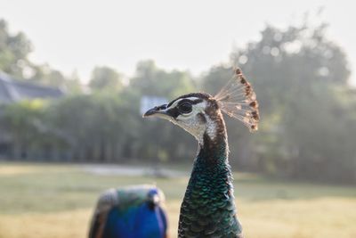 Close-up of peacock