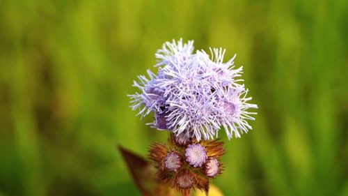 Close-up of purple flowers