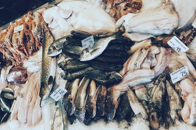 High angle view of fishes in market