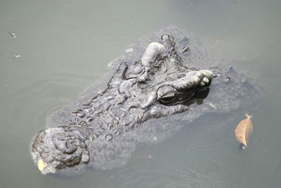 High angle view of crocodile swimming in lake