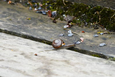 High angle view of cigarette on the street