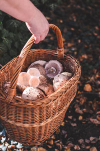 Cropped hand with harvested mushrooms in basket