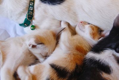 High angle view of cat sleeping