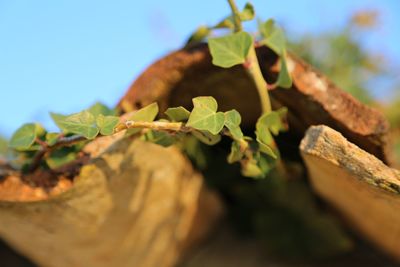 Low angle view of plant growing on tree