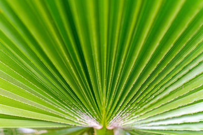 Full frame shot of palm leaf