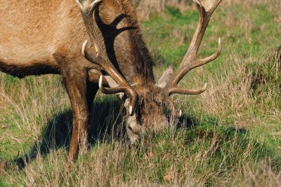 Deer in a field